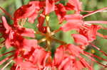 Magic lily <BR>Red spider lily